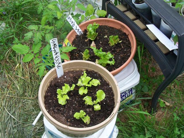 Tip for Succession Planting Lettuces 05-28-10