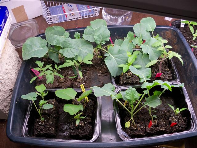 Seed Starting!! - Page 2 Soil_b10