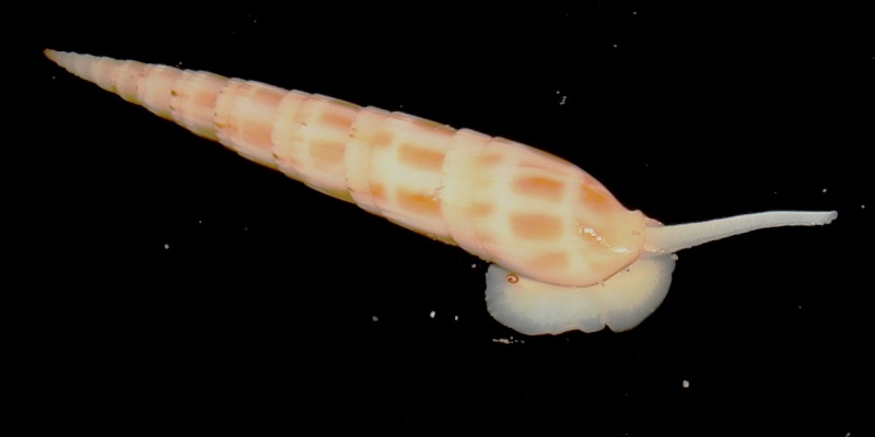 Hastula raphanula (Lamarck, 1822) Dsc05610