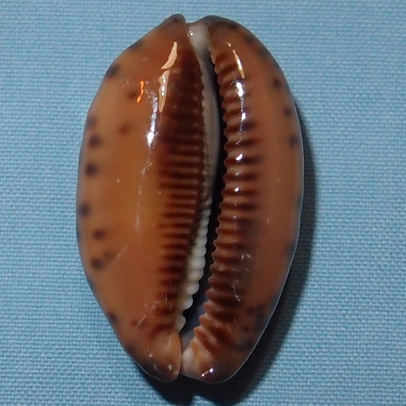 Mauritia arabica immanis - Schilder & Schilder, 1939  P1071113