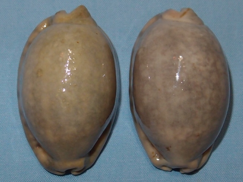 Mauritia arabica immanis - Schilder & Schilder, 1939 P1071114
