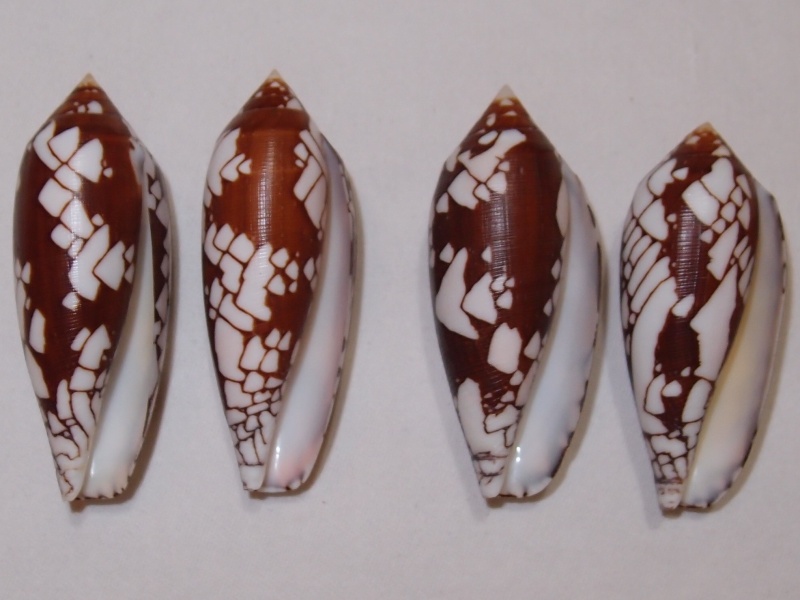 Conus (Darioconus) aulicus Linnaeus, 1758 - Page 3 P1081215