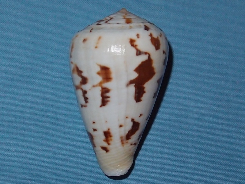 Deux cones a identifier = conus regius et ermineus P1111319