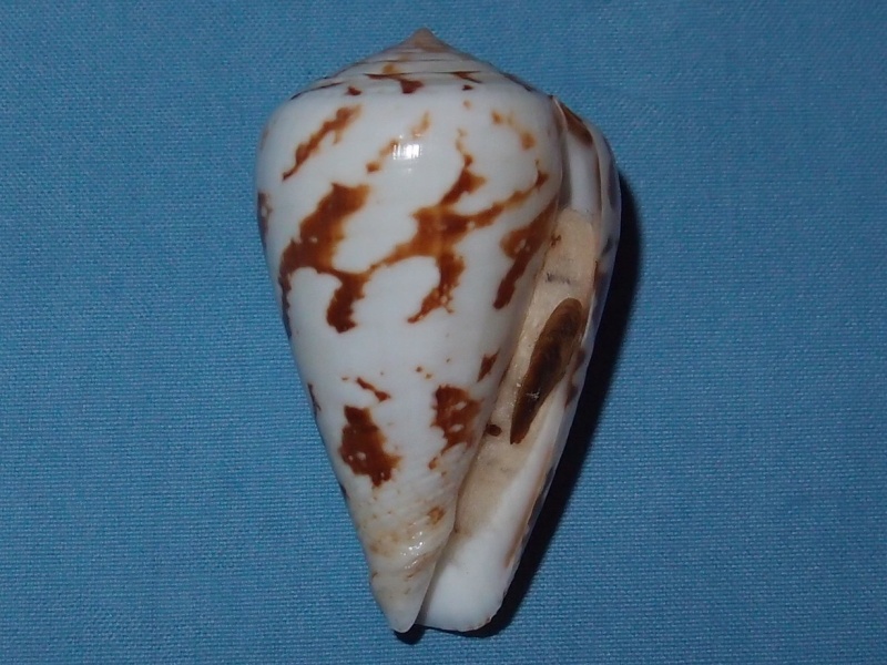 Deux cones a identifier = conus regius et ermineus P1111320