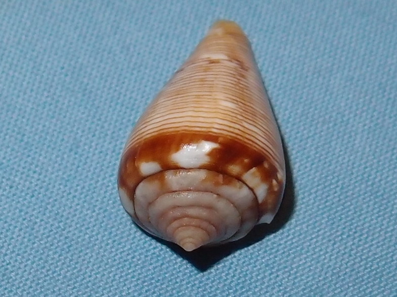 Conus (Lautoconus) crotchii   Reeve, 1849 P1121310