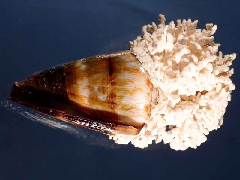 Conus (Rhizoconus) miles   Linnaeus, 1758 P1121328