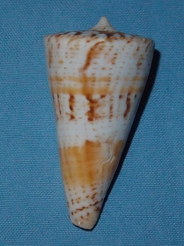 Conus (Splinoconus) voluminalis Reeve, 1843 P1181412