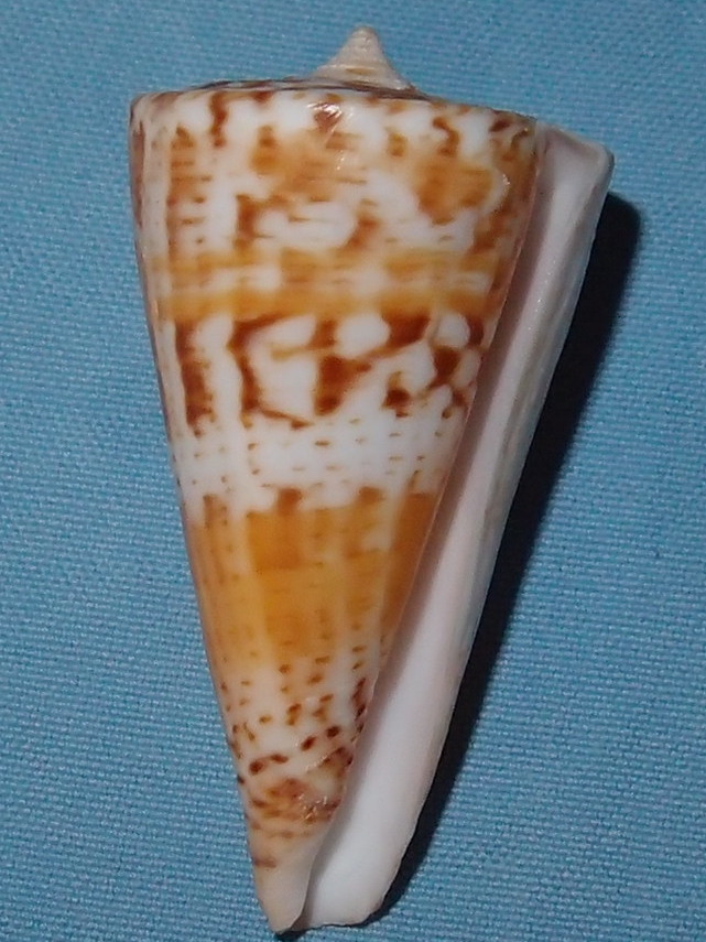 Conus (Splinoconus) voluminalis Reeve, 1843 P1181413