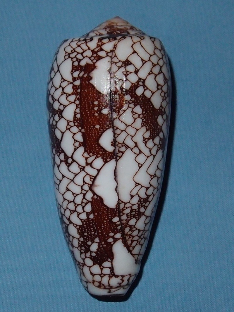 Conus (Darioconus) omaria Hwass in Bruguière, 1792 - Page 2 P2031723