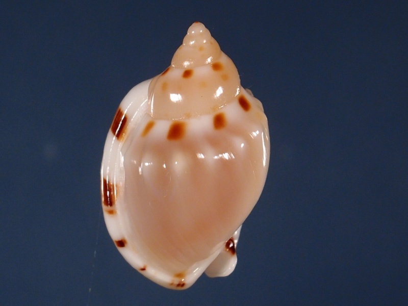Casmaria ponderosa (Gmelin, 1791) P2041714