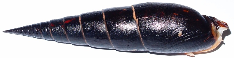 Oxymeris maculata (Linnaeus, 1758) Pa270112