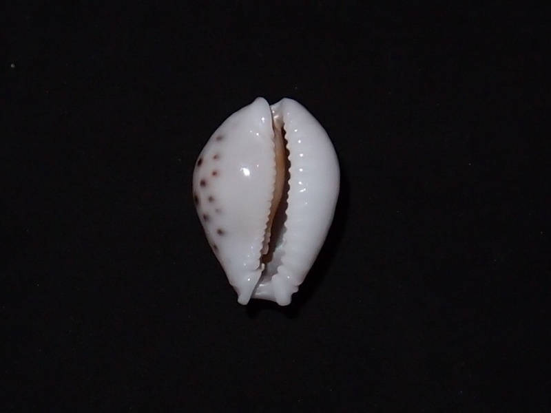 Naria cernica cernica (G. B. Sowerby II, 1870) Pc170913