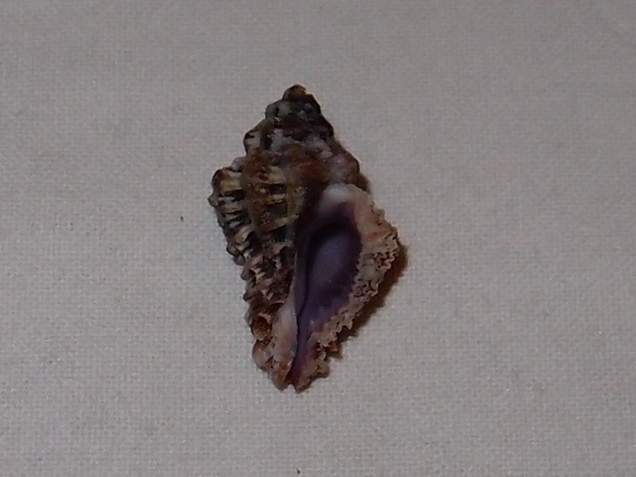 Murichorda fiscellum - (Gmelin, 1791) Pc180915