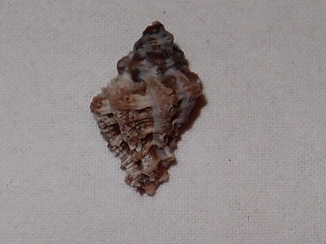 Muricidae Ergalataxinae Murichorda fiscellum (Gmelin, 1791) Pc180916