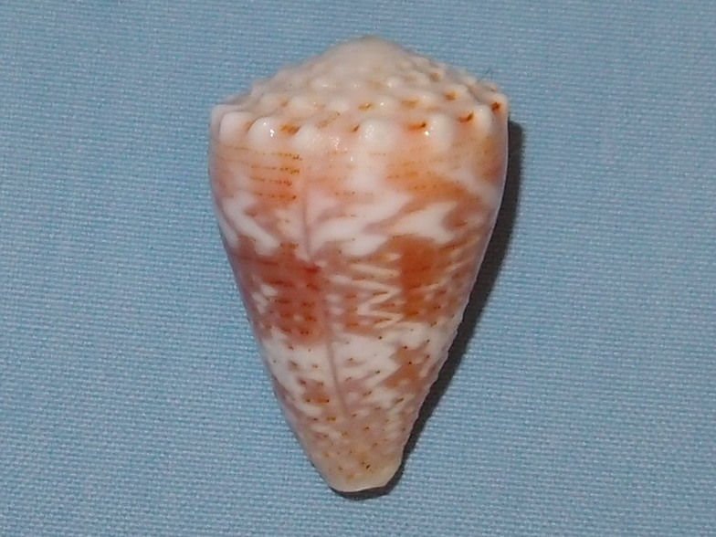 Conus (Virroconus) miliaris Hwass in Bruguière, 1792  Pc251012