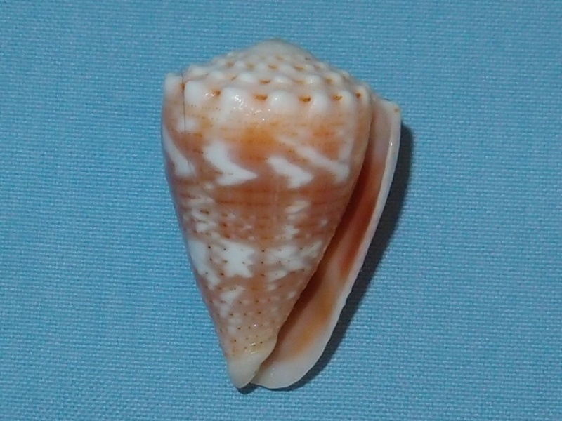 Conus (Virroconus) miliaris Hwass in Bruguière, 1792  Pc251013