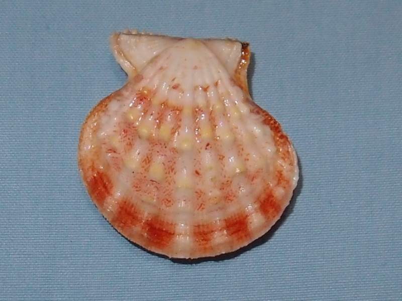 Bractechlamys nodulifera (Sowerby II, 1842)  Pc281112