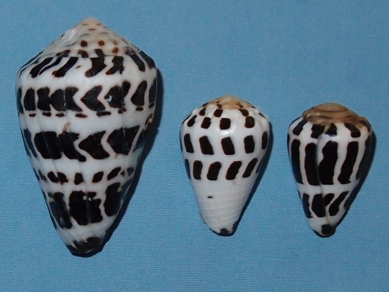 Conus (Virroconus) ebraeus (Linné, 1758) Pc291110