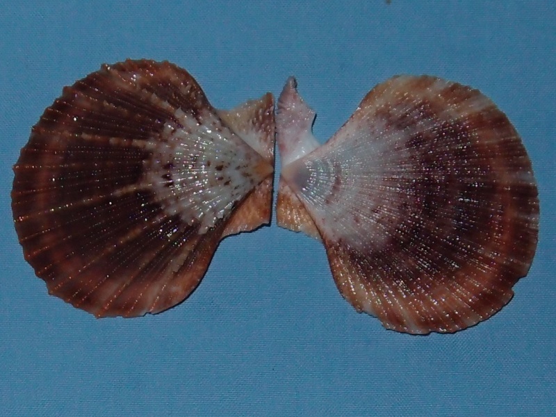 Scaeochlamys lemniscata - (Reeve, 1853)  Pc291113