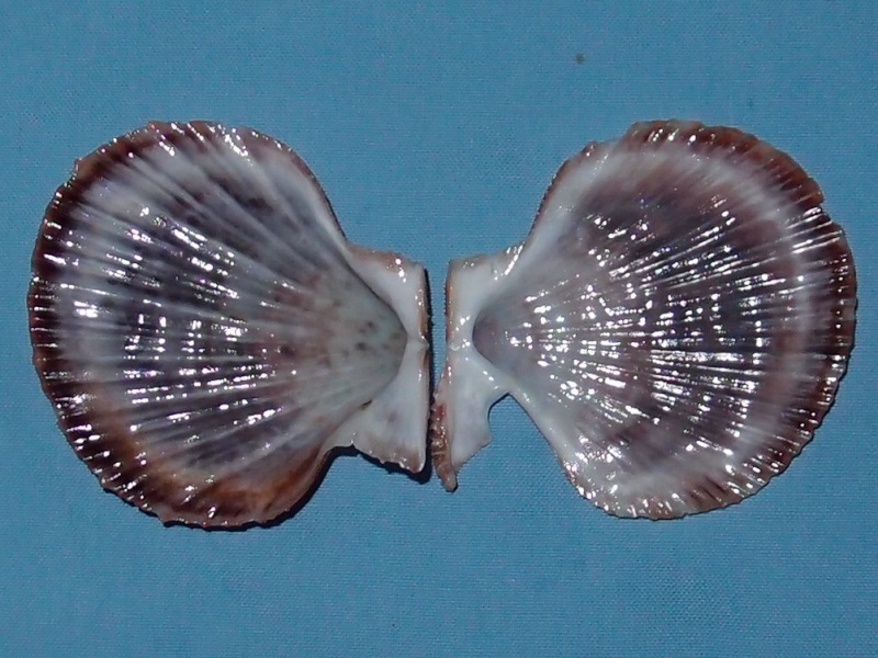 Scaeochlamys lemniscata - (Reeve, 1853)  Pc291114