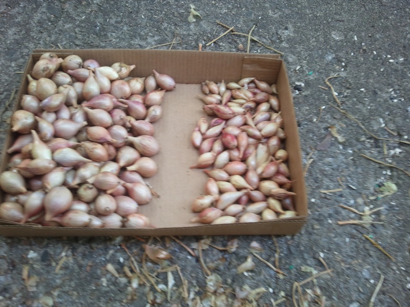 John Sheepers Kitchen Garden Seeds 06811