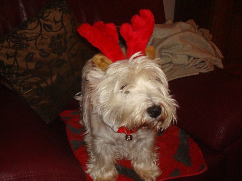 Dixie, westie femelle de 7 mois en RP - Page 25 Dsc04924