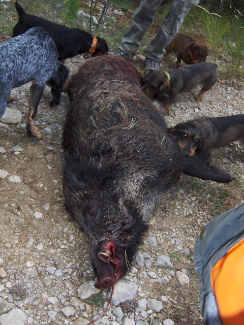 Présentation du gibier mort - Page 4 Photo_10