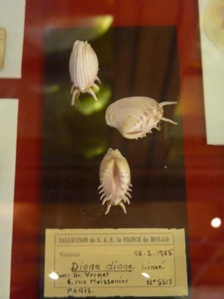 Musée océanographique de Monaco 30818610