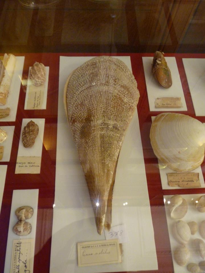 Musée océanographique de Monaco 31073110