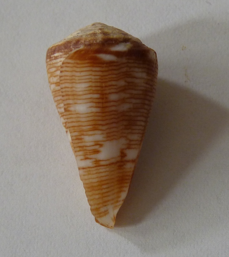 Conus (Lautoconus) crotchii   Reeve, 1849 Africo13