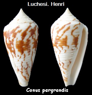 Conus (Embrikena) pergrandis    Iredale, 1937 Conus_13