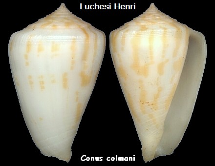 Conus (Eremiconus) colmani  Röckel & Korn, 1990 Conus_18
