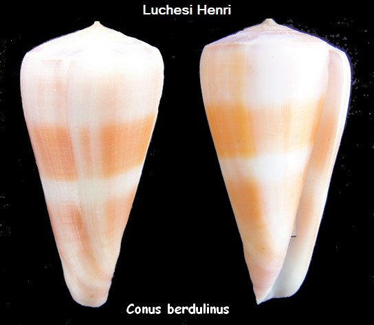 Virgiconus malabaricus Monnier & Limpalaër & Tenorio, 2017 Conus_19