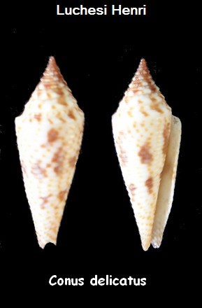 Conasprella (Fusiconus) hopwoodi (Tomlin, 1937) Conus_20