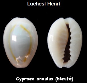 Monetaria annulus - (Linnaeus, 1758) - "mini"   Cyprae10