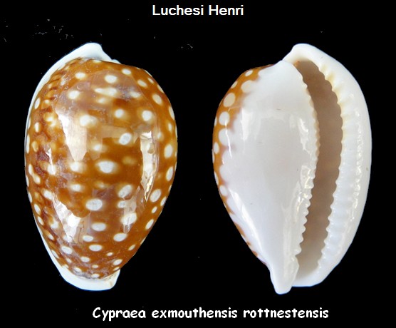 Cribrarula exmouthensis rottnestensis Lorenz, 2002 Cyprae11