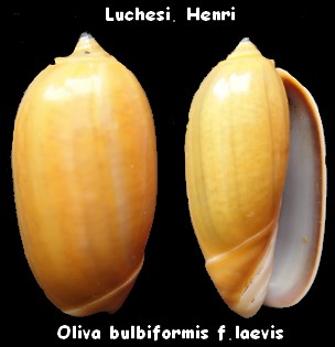 Carmione bulbiformis f. laevis (Marrat, 1871) voir Carmione bulbiformis (Duclos, 1840) Oliva_12
