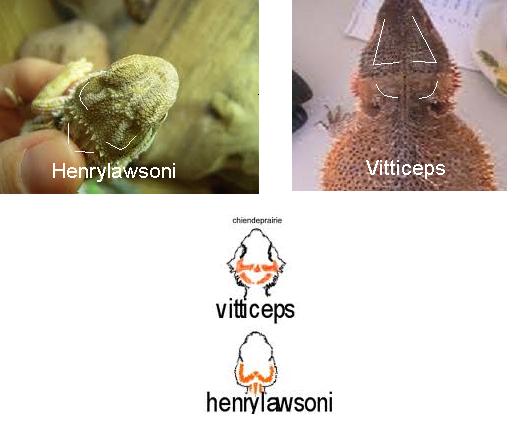 pogona henrylawsoni ou vitticeps Images10