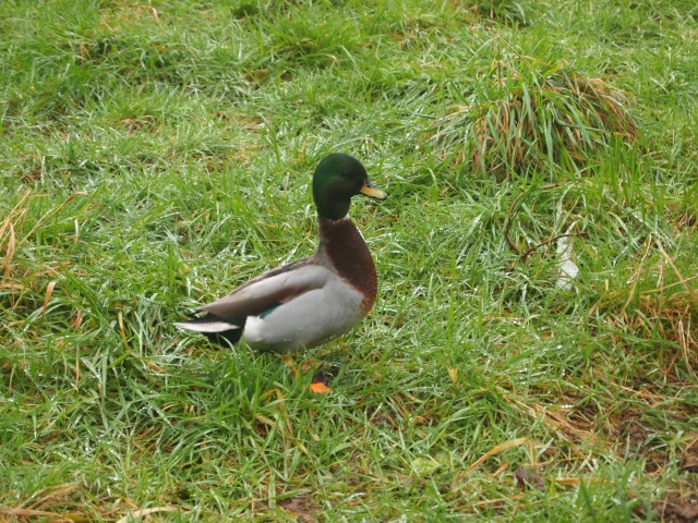 concours photo votre canard fétiche Mignon10