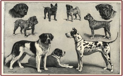 cani del passato 1909_b11