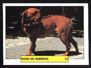 "Los Perros" from 1981    Ddb_0710