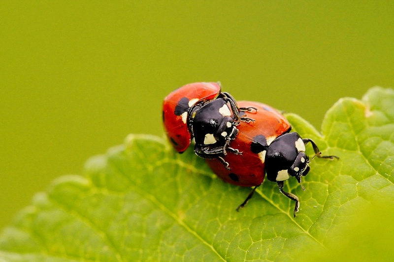 Coccinelles _dsc3410