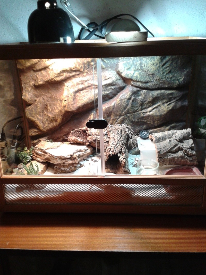 futur gecko's home sweet home! - Page 2 2013-020