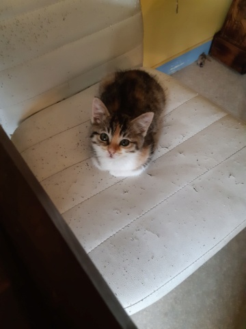 VIOLETTE Chatonne rescapée 20210719