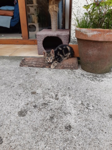 LUCKY trouvé dans un buisson épineux 20220514
