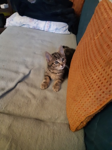 LUCKY trouvé dans un buisson épineux 20220516