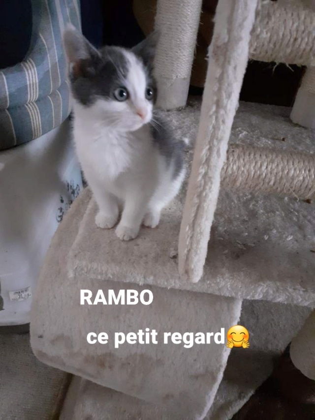 RAMBO Découvert dans un moteur Resize37