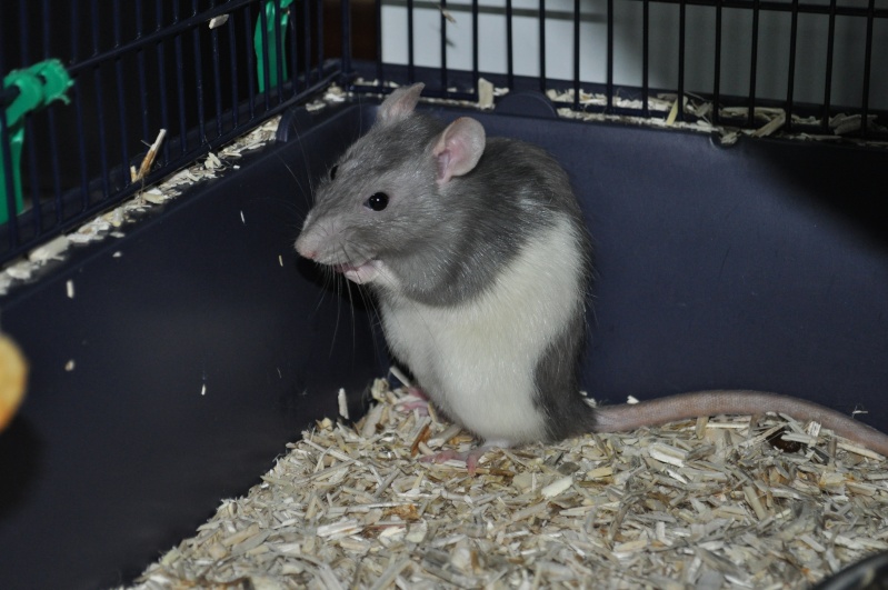 Ratte et ses 7 ratons  Dsc_0612