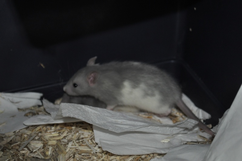 Ratte et ses 7 ratons  Dsc_0627