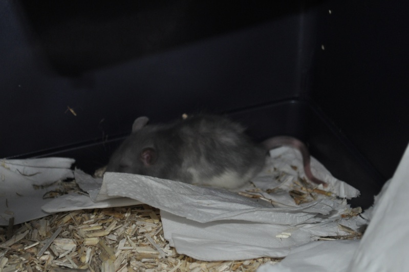 Ratte et ses 7 ratons  Dsc_0628